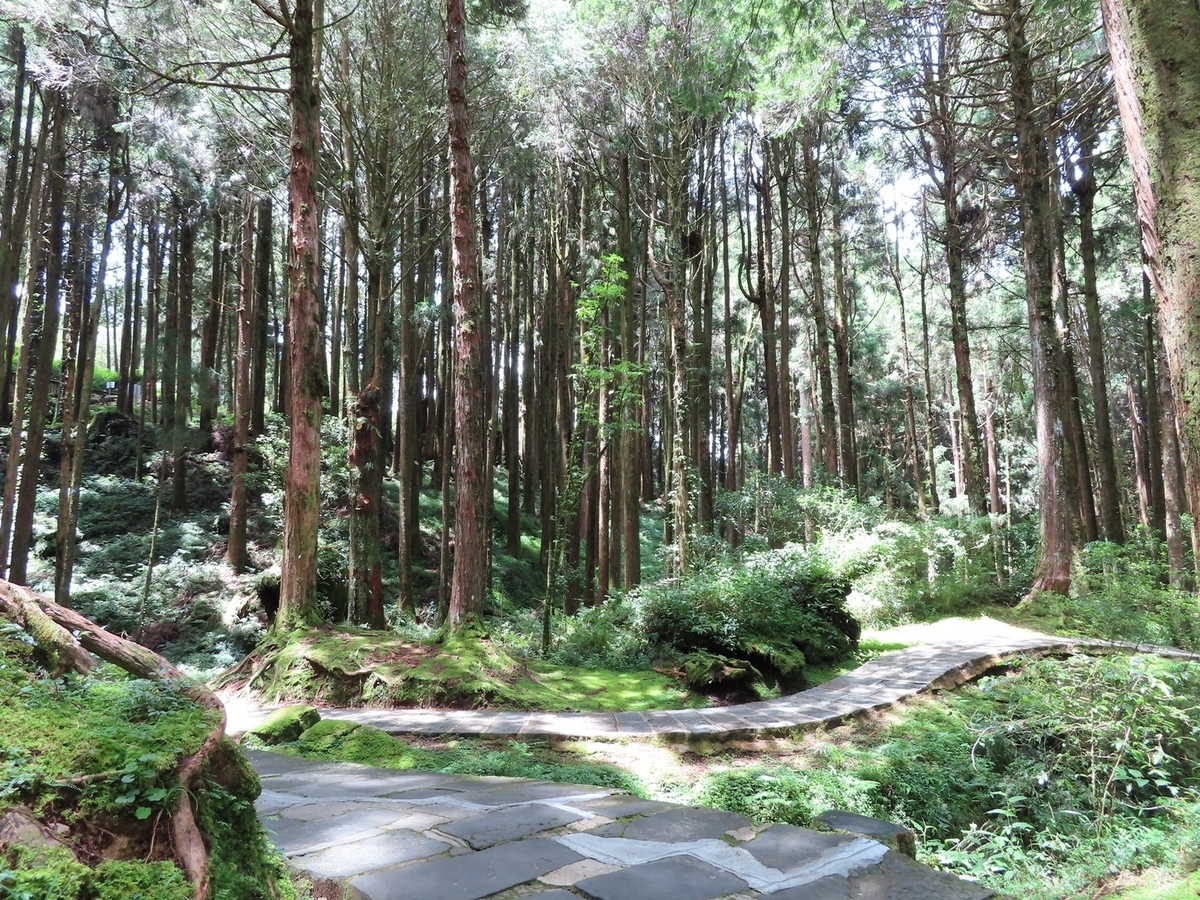 沼平通往姊妹潭的石板步道將分區封閉進行整修。 圖：嘉義林區管理處／提供