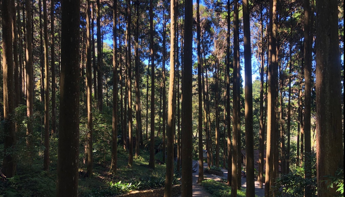 昨(12)日屏東林區管理處宣布，藤枝國家森林遊樂區4月21日起免預約，民眾可現場購票入園 圖：翻攝自屏東林區管理處官網