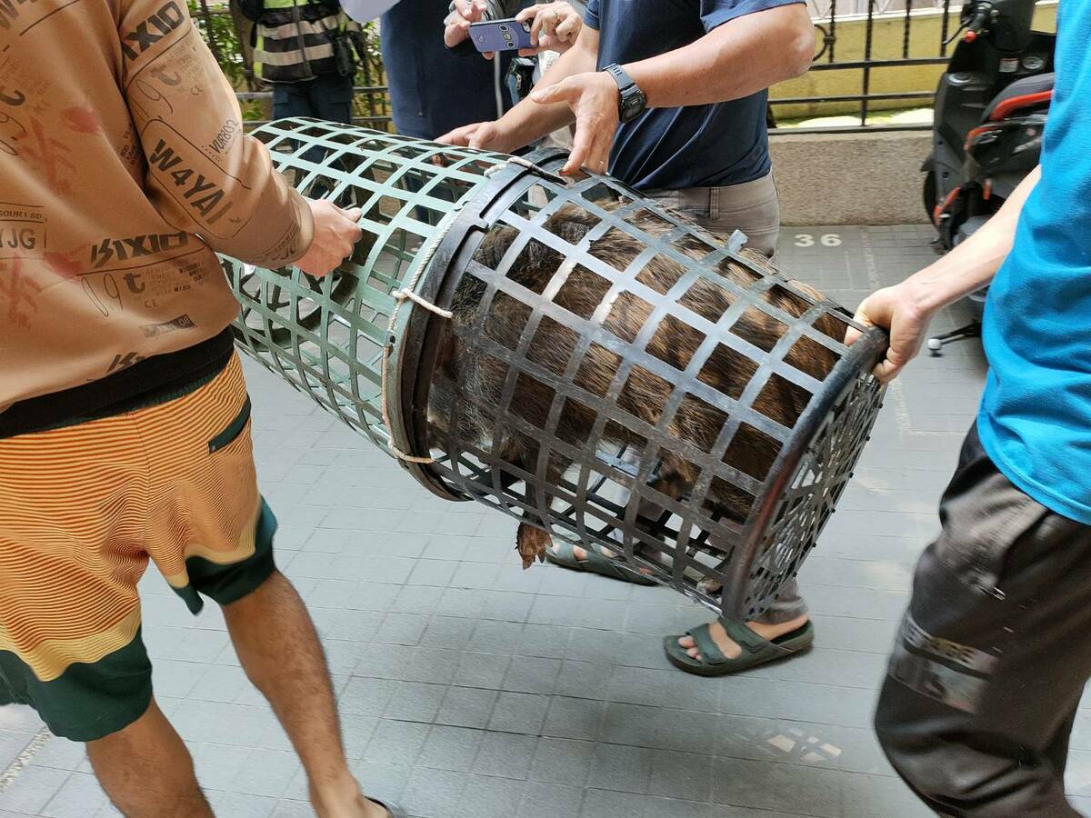 台中市南屯好市多旁花圃出現一頭山豬，已經被活捉。 台中市政府/提供