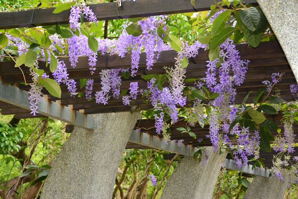 大安森林公園錫葉藤正盛開，就像是紫色花廊。 圖：翻攝自台北市政府工務局公園路燈工程管理處官網
