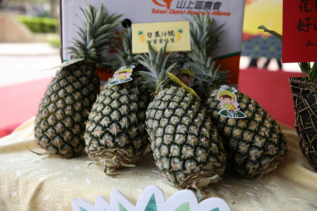 台南市政府及山上區農會特別於產季期間為新北市民帶來最新鮮的台農16號甜蜜蜜鳳梨及台農17號金鑽鳳梨。 圖：新北市農業局提供