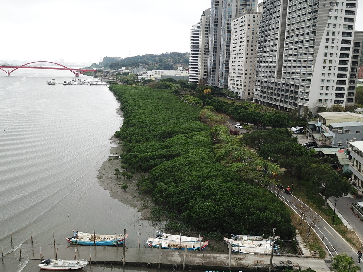 過茂的紅樹林，4月6日前之情況。 圖：新北市高灘處提供