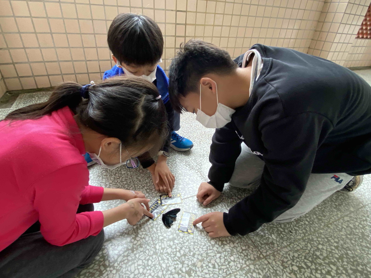 學生使用路殺比例尺觀察蝴蝶。 圖：青潭國小提供