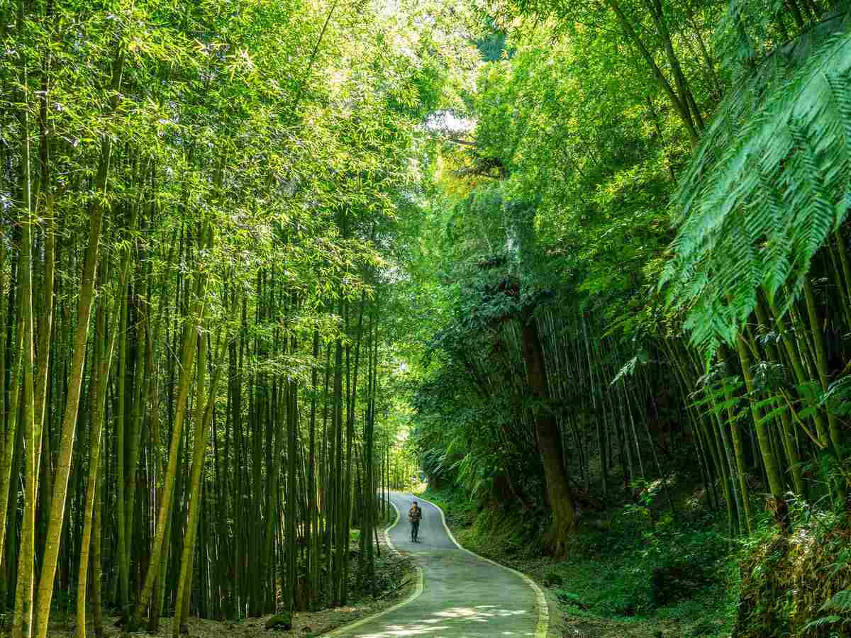 嘉義縣推薦親子淺山小旅行。 圖：嘉義縣政府/提供