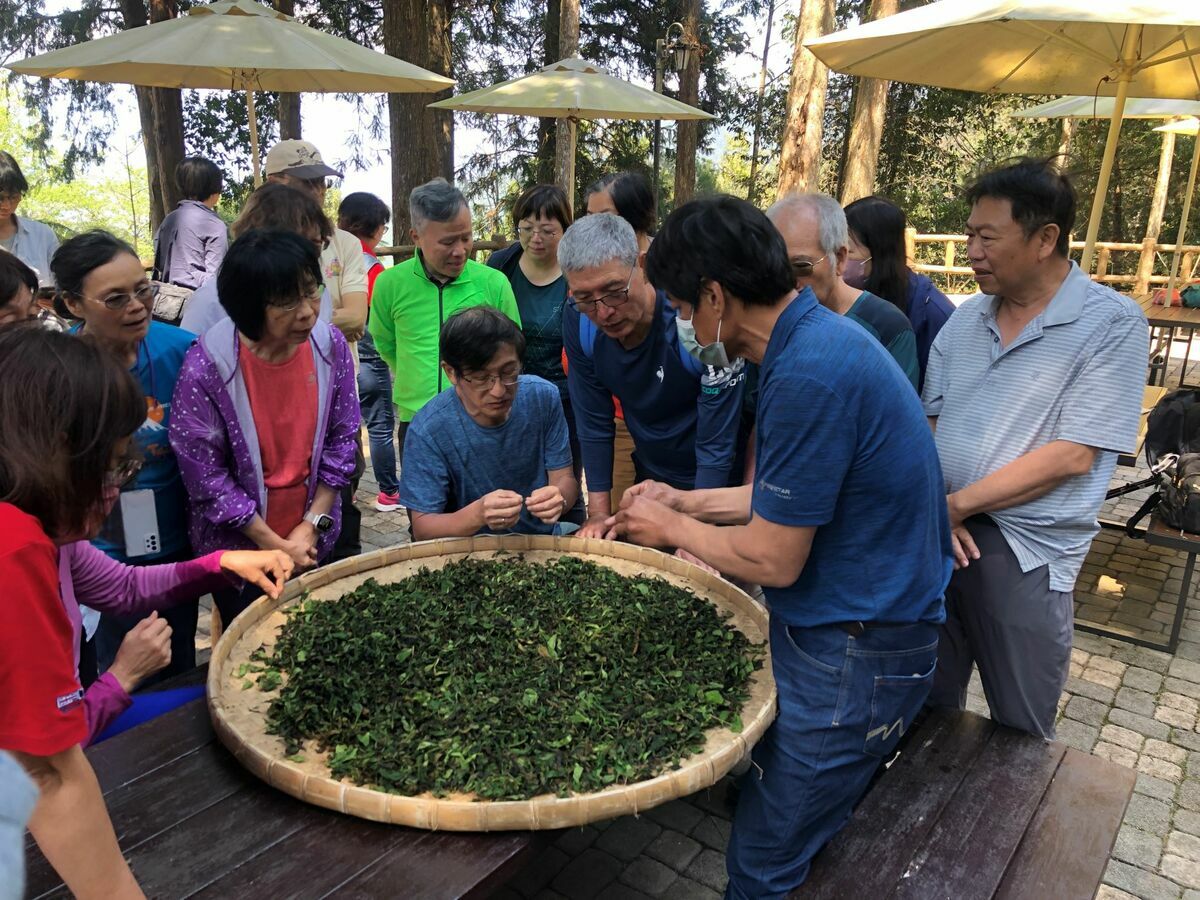 藤枝手揉山茶體驗。 圖：高雄市觀光局/提供