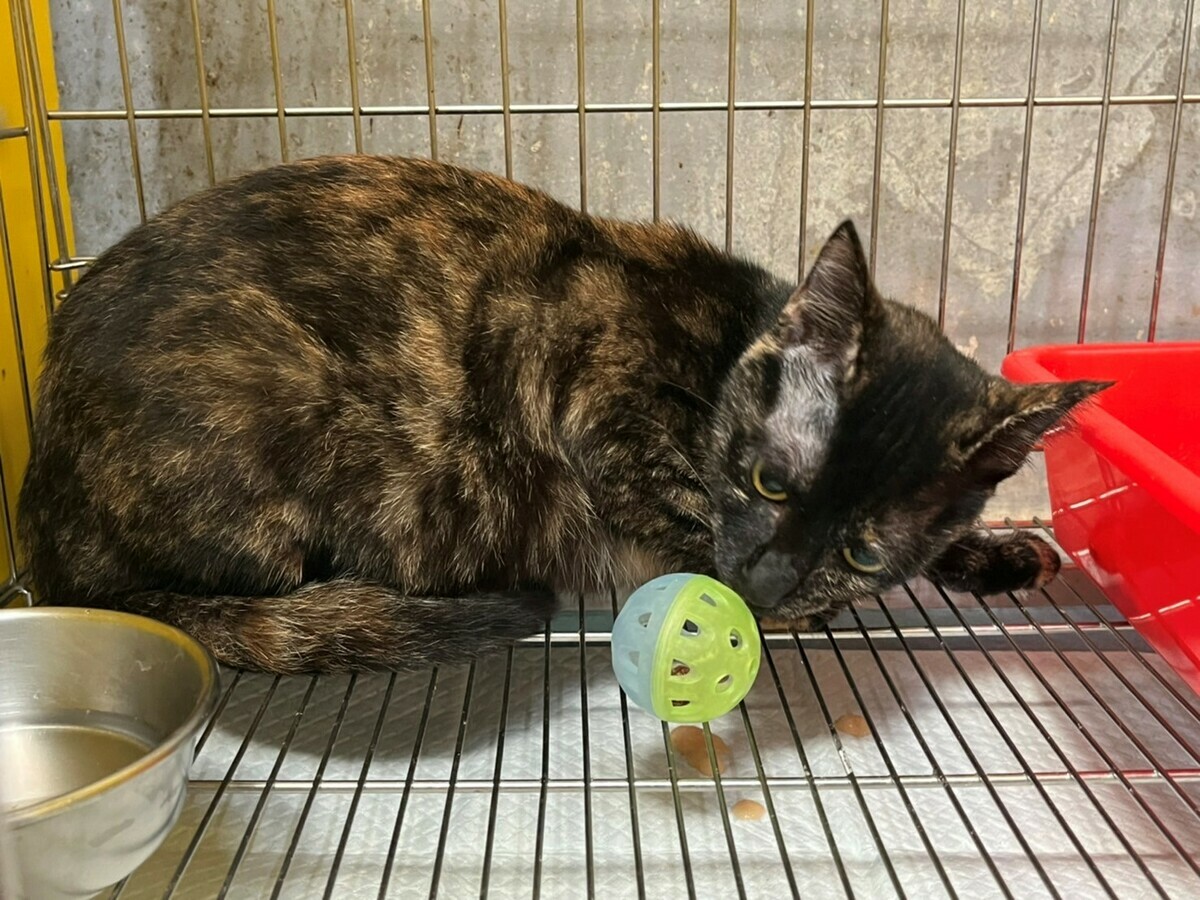 成功救下的貓咪現在五股動物之家等待有緣人認養。 圖：新北市動保處／提供