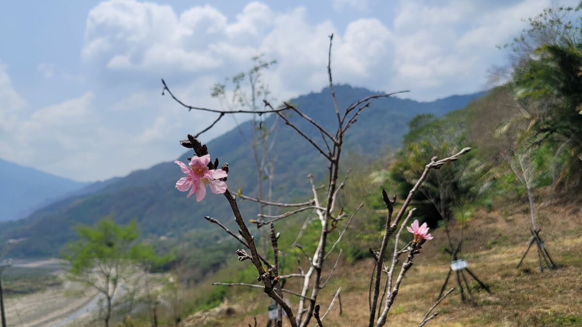 那瑪夏吉巴谷櫻花公園的吉野櫻已開花。 圖：孫家銘翻攝