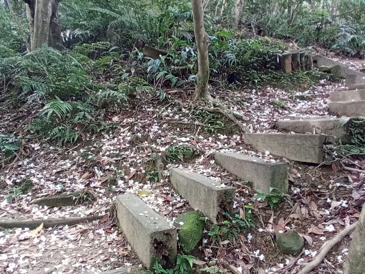 油桐花隨風飄落地面形成浪漫雪白花毯。 圖：新北市景觀處提供
