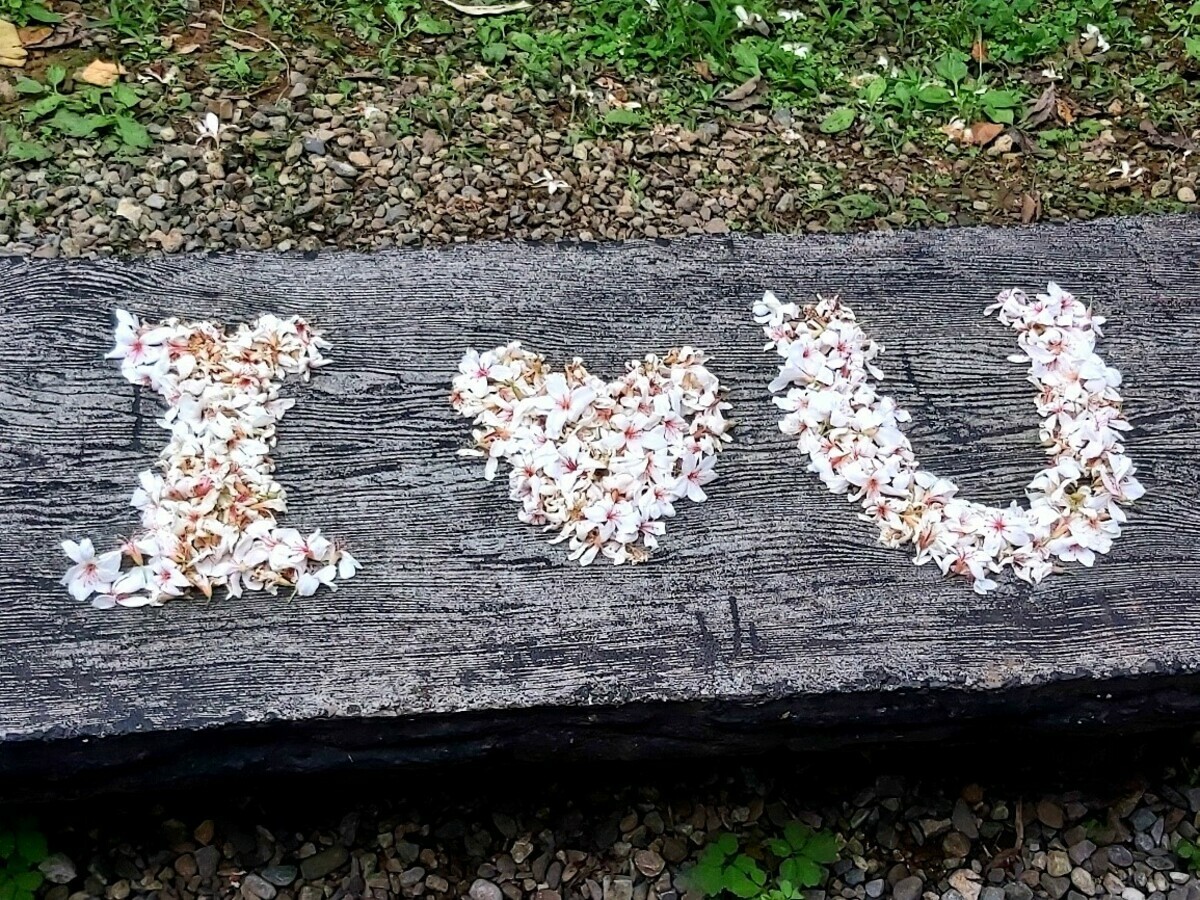 浪漫雪白花 用桐花排字表達情意。 圖：新北市景觀處提供