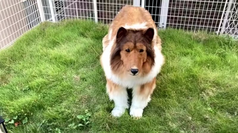 ▲日本有一名男子竟然花了200萬日幣（約45萬新台幣）製作牧羊犬布偶裝，把自己真的變成狗。 圖/動物になりたい（I want to be an animal）