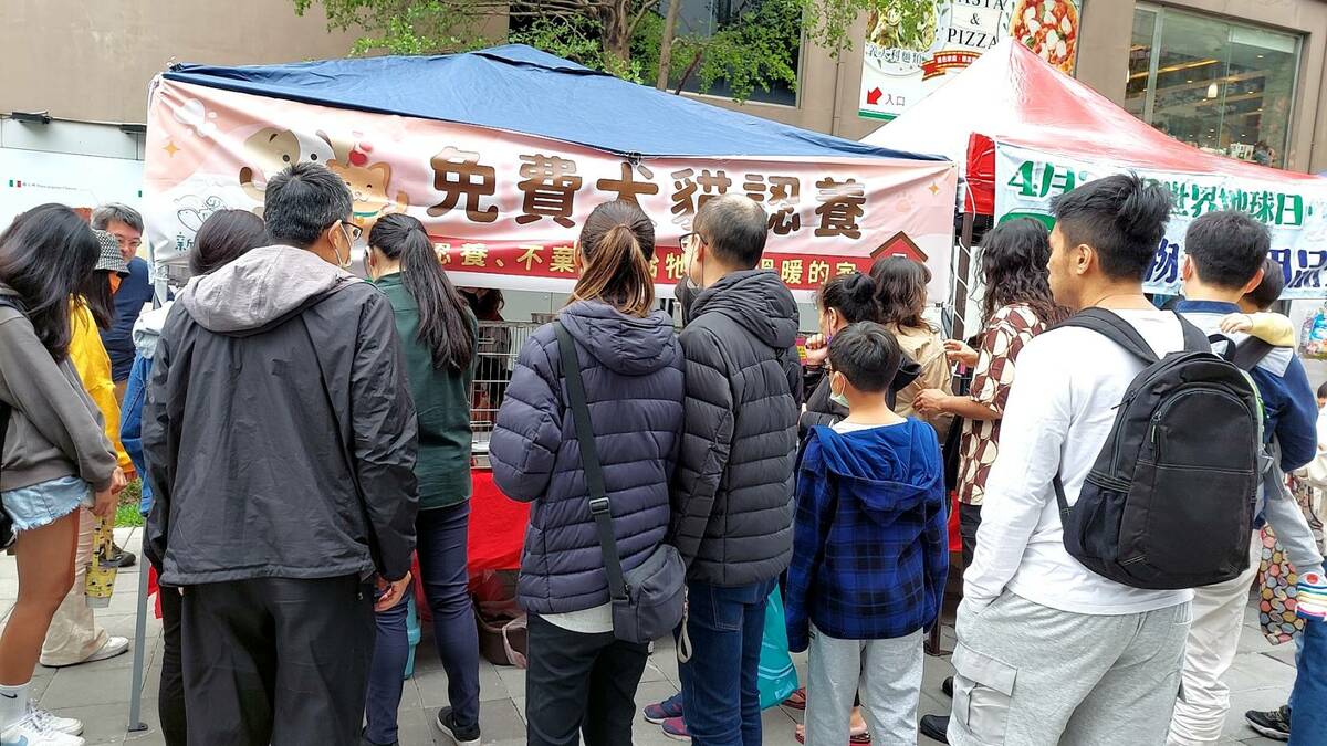 寵物認養會其中又以貓咪最吸睛。 圖：新北市動保處提供