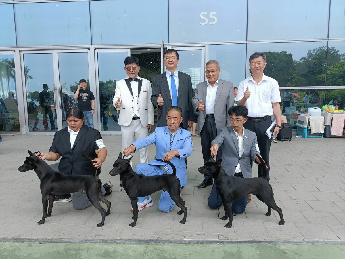 台灣土狗即將獲得國際正式承認的亞州新犬種。 圖：高雄市農業局/提供