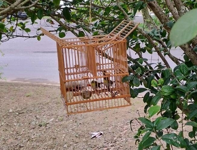 誘捕籠共分兩層，第二層關綠繡眼及水果吸引野鳥，只要野鳥足部踏在最上方機關，馬上會落入第一層的陷阱中。 圖：新北市動保處提供