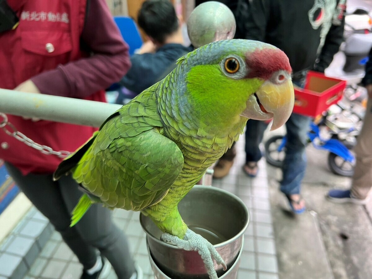 淡紫冠亞馬遜鸚鵡為一級保育類，沒有登記不能飼養。 圖：新北市動保處提供
