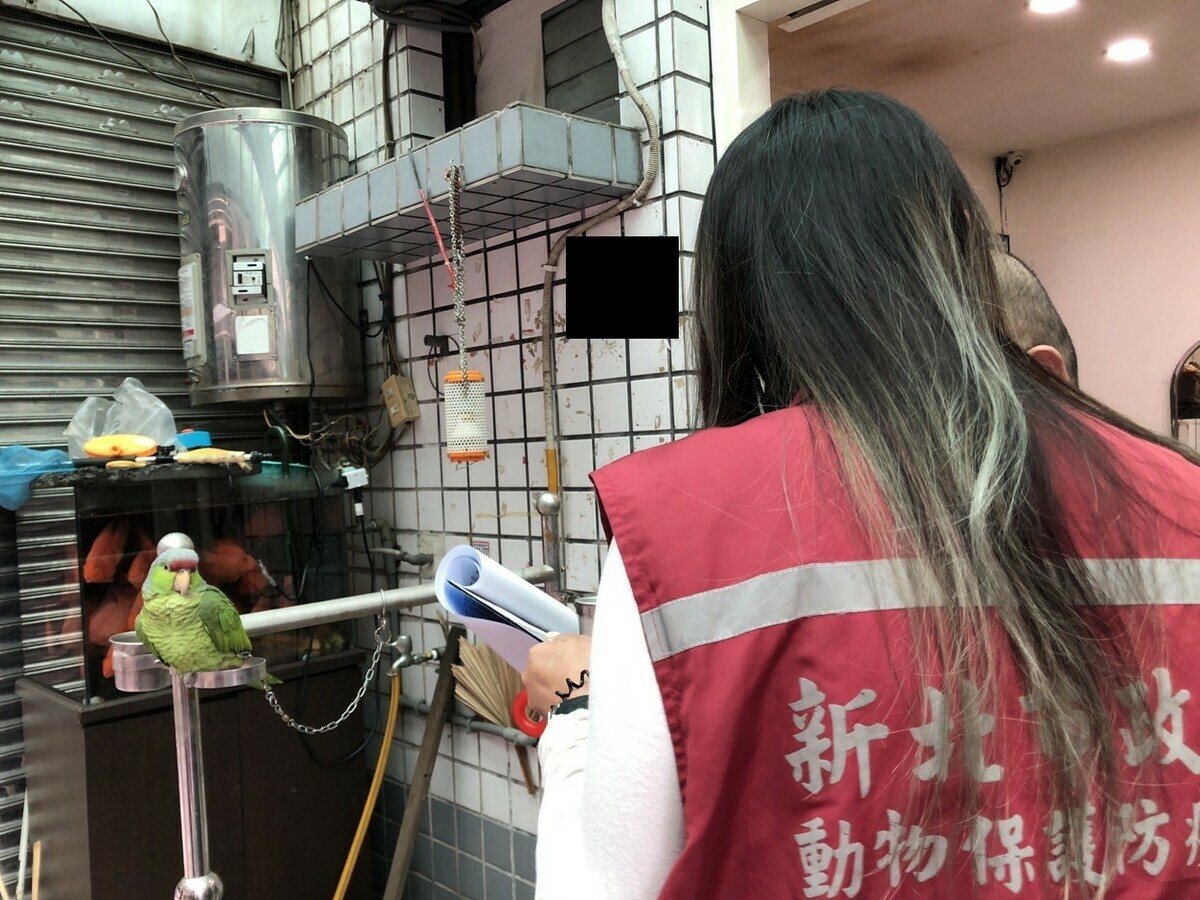 新北市動保處人員會同保七查證民眾違法飼養保育類動物。 圖：新北市動保處提供