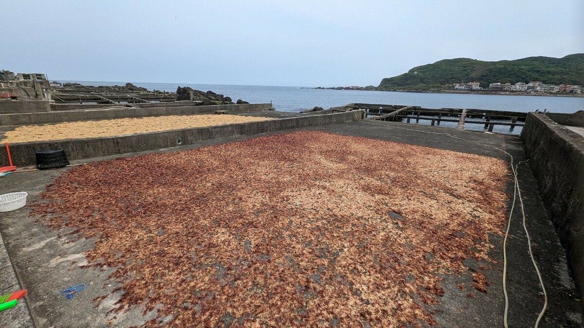 日光浴中的石花菜。 圖：新北市漁業處提供