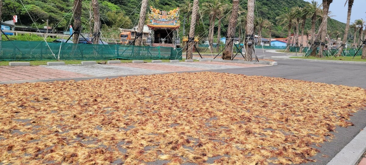 濱海公路旁的石花菜毯。 圖：新北市漁業處提供