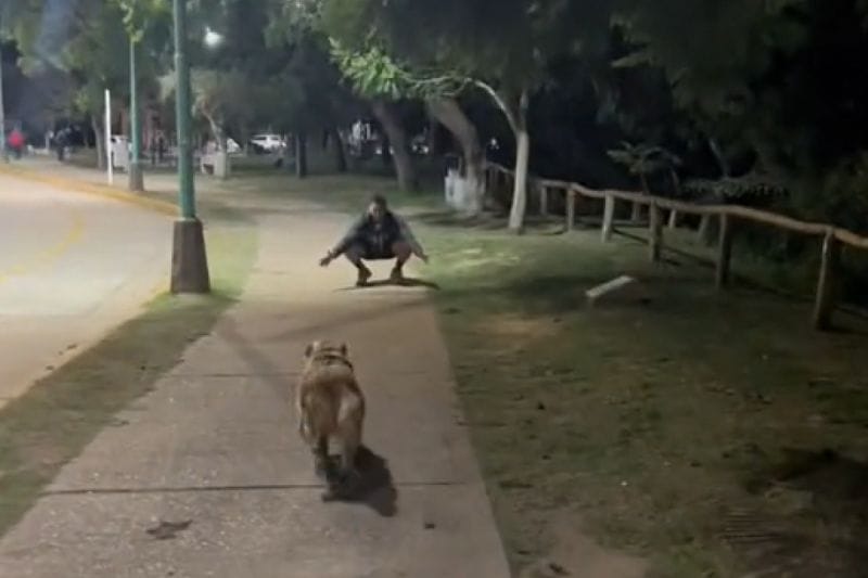 國外女子遛狗時偶遇久久未見的前男友，愛犬見狀立刻衝過去撒嬌。 圖／TiKTok：camilaperman