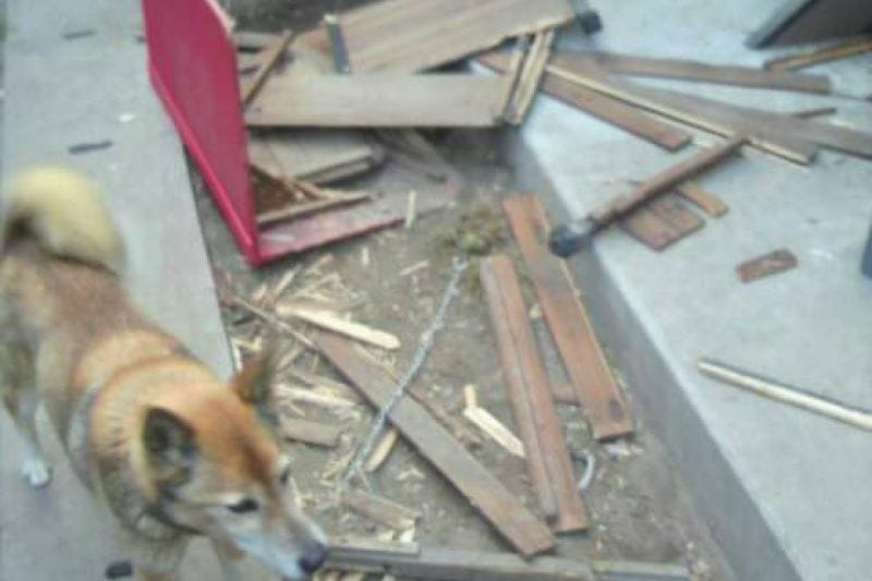 推主爸爸興高采烈替愛犬做完一個狗屋，結果在不到半天的時間內被拆毀。 圖／Twitter：abbey_road9696