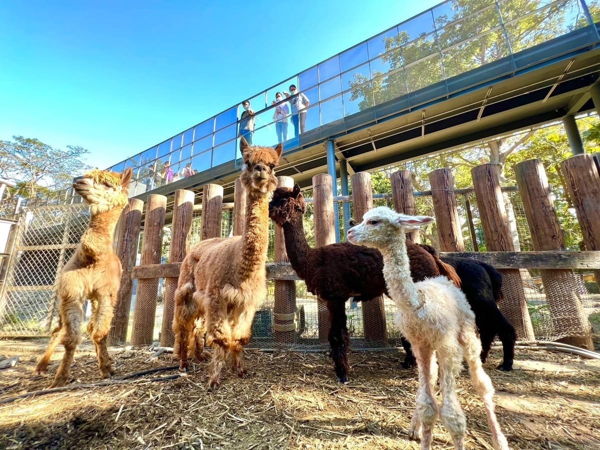 空橋上的擴張網減少動物與人類直視。 圖：高雄市觀光局/提供