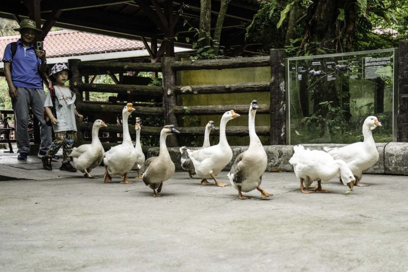 臺北市立動物園推出萌度爆表之「家鵝遊行」，期待遊客來園共遊，一同起步走！ 圖／臺北市立動物園 提供