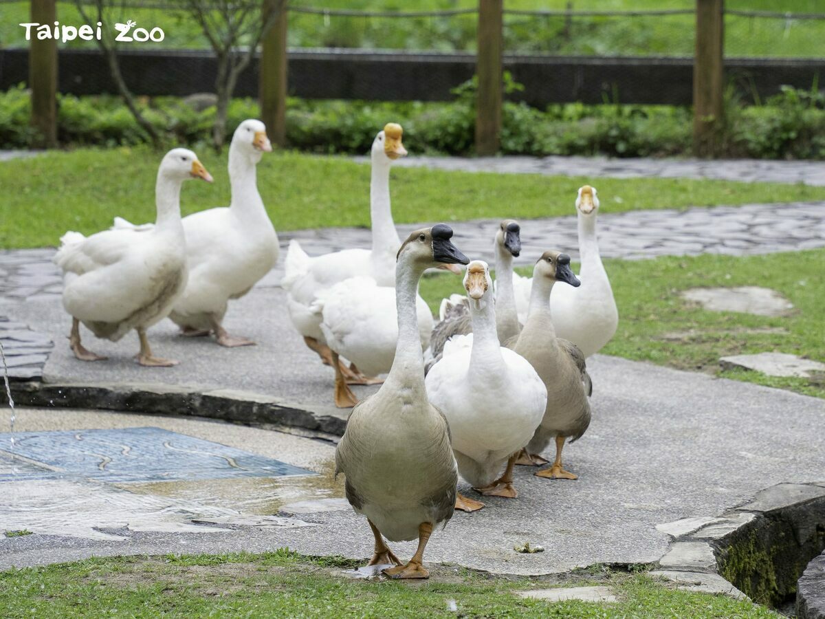 萌度爆表的「家鵝遊行」登場。 圖：翻攝自台北市立動物園官網