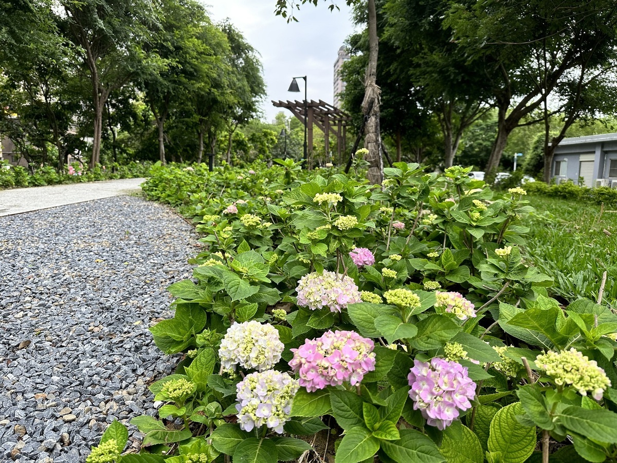 繡球花由一朵朵小花聚集而成，有團聚、圓滿的花語，歡迎大家一起來賞花。 圖：新北市水利局提供