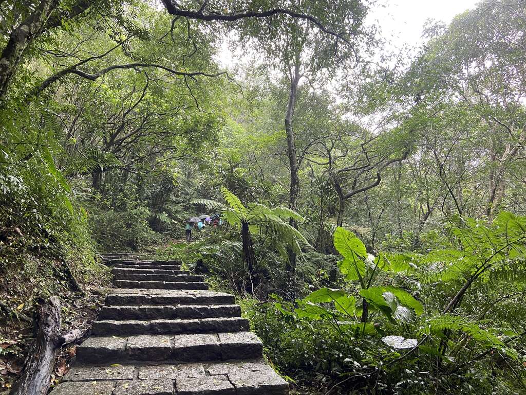 步道旁樹木高大茂密，提供很好的遮蔭，夏日登山也能很舒適。 圖：台北市政府工務局大地工程處／提供