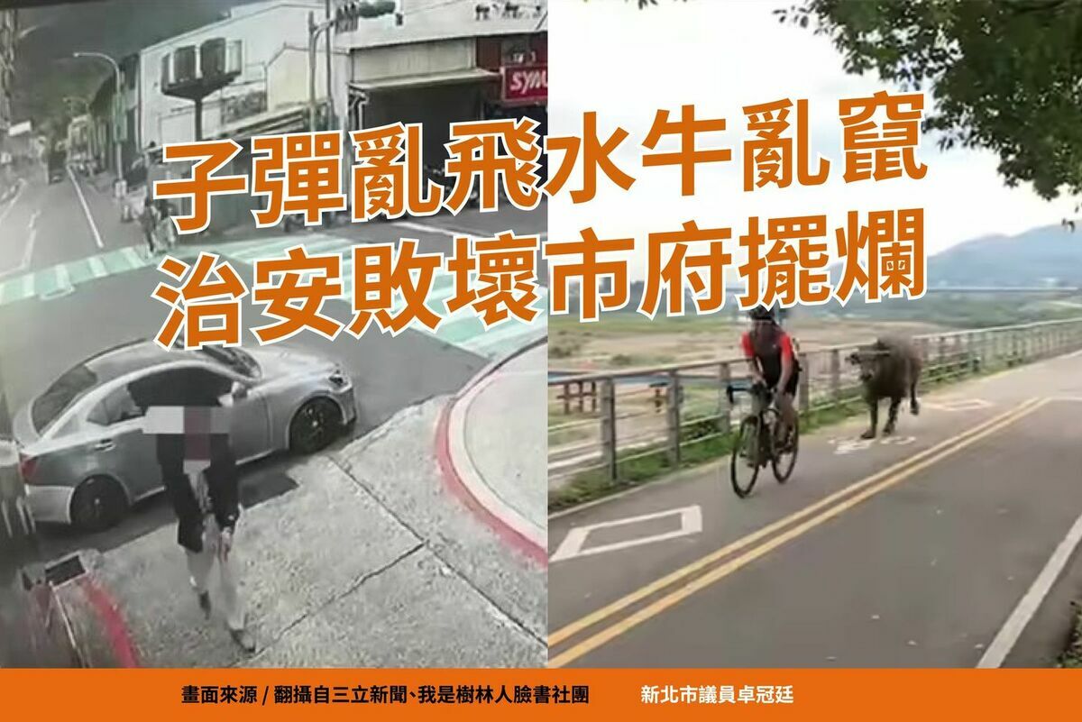 卓冠廷表示，除了子彈亂飛，新北市竟然還出現野生水牛路上亂竄，還險些撞傷人，這算什麼安居樂業。 圖：擷自卓冠廷臉書