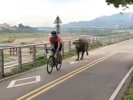 新北市樹林山佳一帶的大漢溪自行車道，有牛隻疑受驚嚇亂竄，一度追逐路過的單車騎士，所幸沒造成人員傷亡。 圖：翻攝Facebook我是樹林人