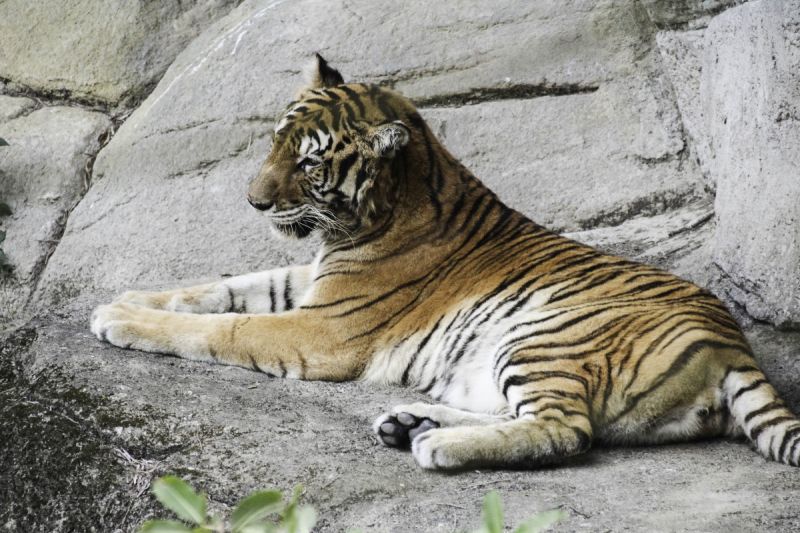 野貓保育聯盟希望透過保護域內的這些大型貓科動物以及其棲息地，讓這些珍貴的物種能免於滅絕。 圖／臺北市立動物園 提供