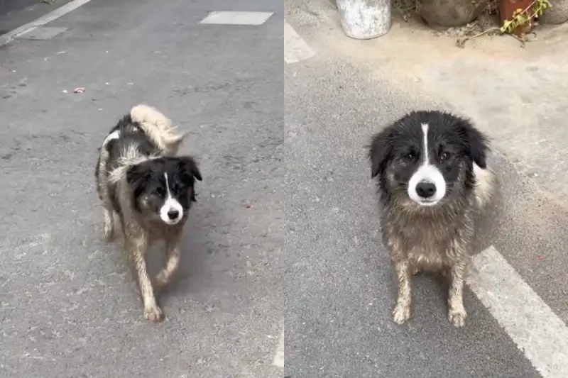 下秒認出自家毛孩！她嘲笑路邊髒狗