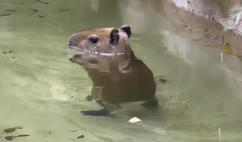 ▲邁阿密動物園（Miami Zoo）園區內的一隻小水豚，看起來就像是站立形式在水中漫步。（圖／取自IGI@zwfmiami）