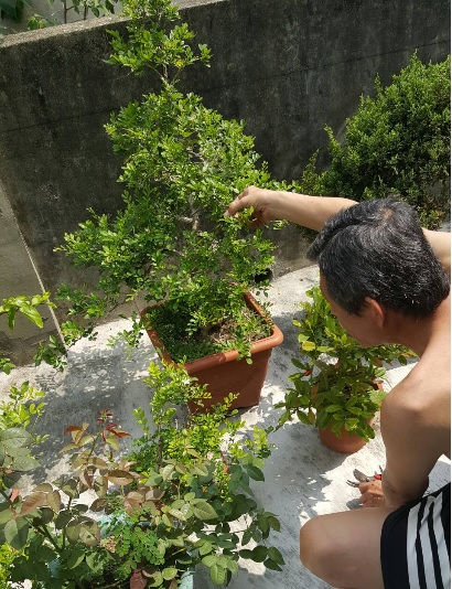 老爹也非常熱愛種植盆景。 圖:老蓋倫「你不是最強的」提供