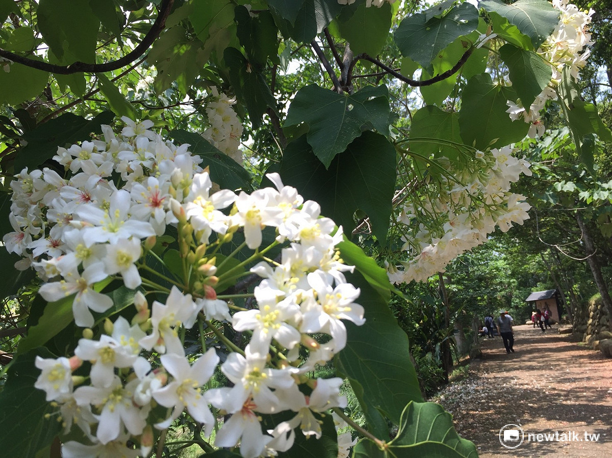 全台晴朗，苗栗縣三義油桐花只開一成，想賞花的民眾趁這周！ 圖：陳奕/攝
