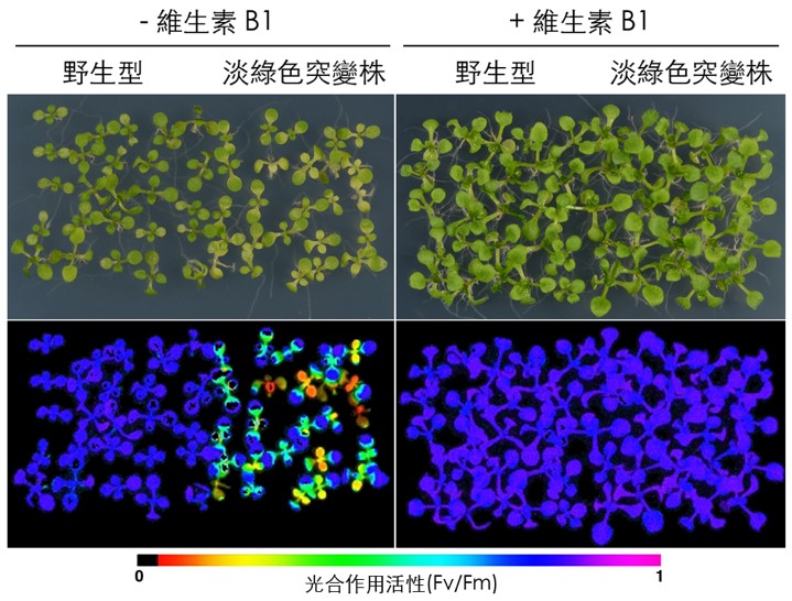 阿拉伯芥淡綠色的突變株在外加維生素B1後，可以恢復成與野生型相同的綠色植物。此實驗證明了該突變株由於缺乏維生素B1，才會呈現淡綠色。中研院植微所進一步的研究發現，此淡綠色的突變株是一個與維生素B1合成有關的基因發生突變所造成的。 圖：中央研究院植物暨微生物學研究所/提供