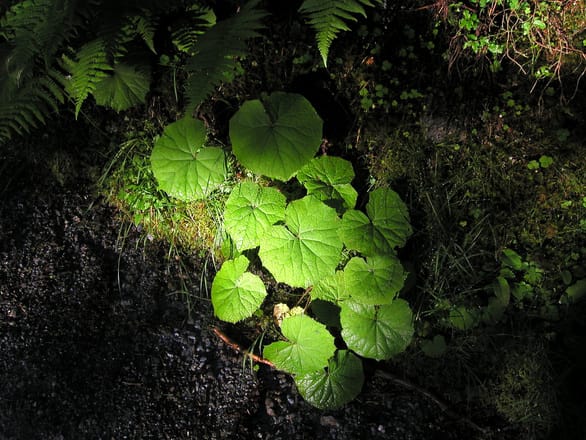 中央研究院植物暨微生物學研究所謝明勳副研究員研究團隊，成功發現植物合成維生素B1過程中扮演重要角色的酵素。 圖源：freeimages