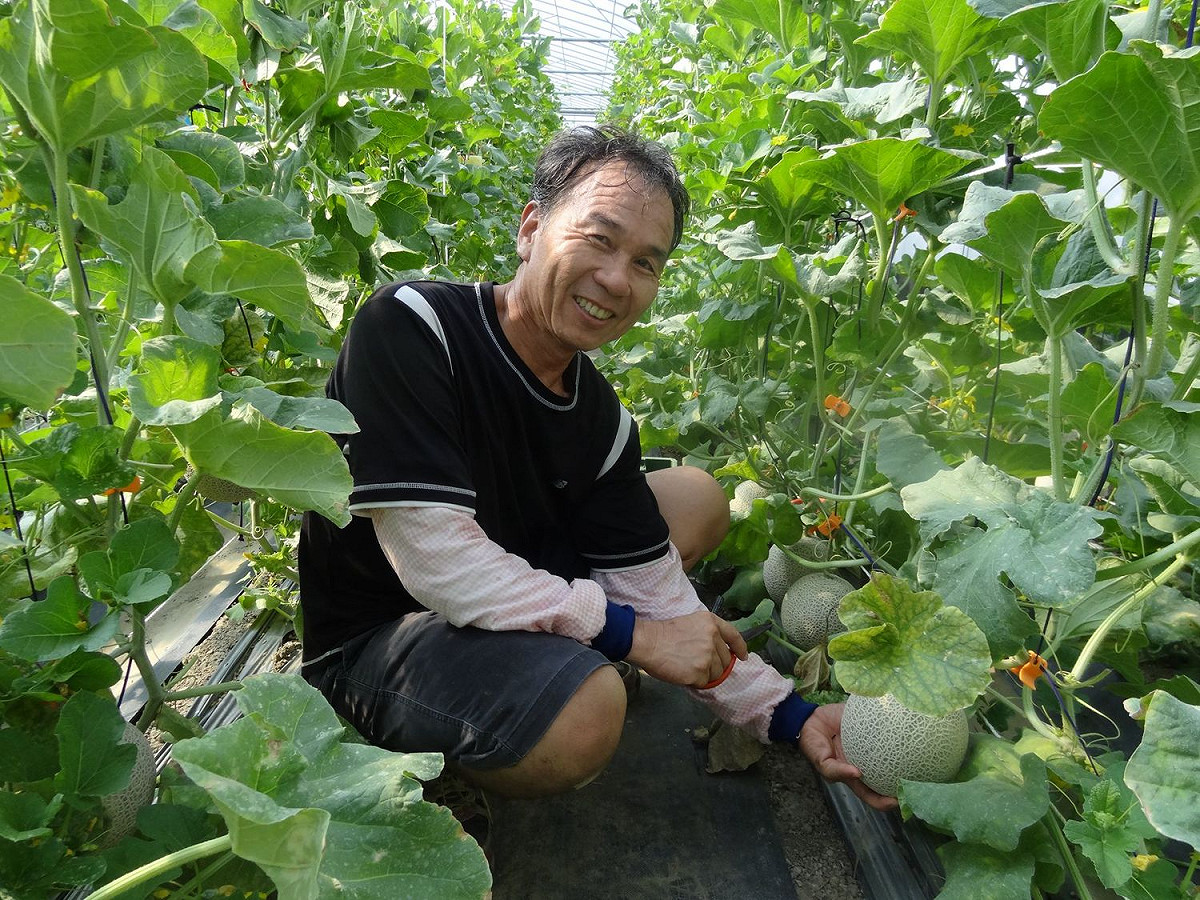 洋香瓜高雄2號在嘉義縣水上鄉賴堯坤先生試種結果情形。 圖：行政院農委會提供