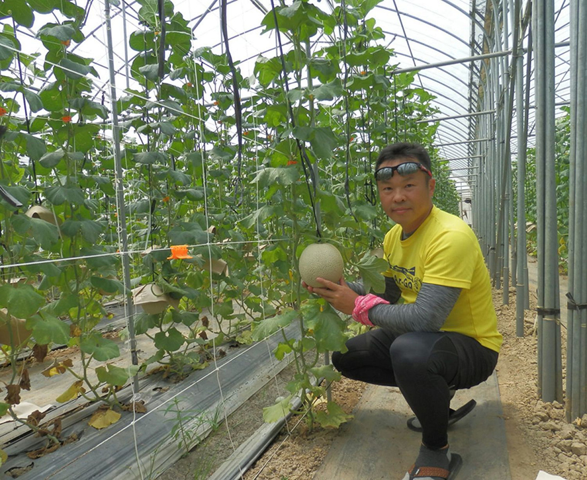 洋香瓜高雄2號在嘉義太保市試種結果情形。 圖：行政院農委會提供
