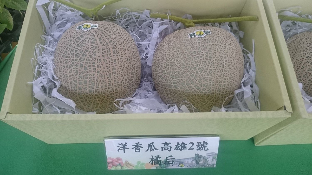 洋香瓜高雄2號禮盒，送禮自送都很適合。 圖：行政院農委會提供
