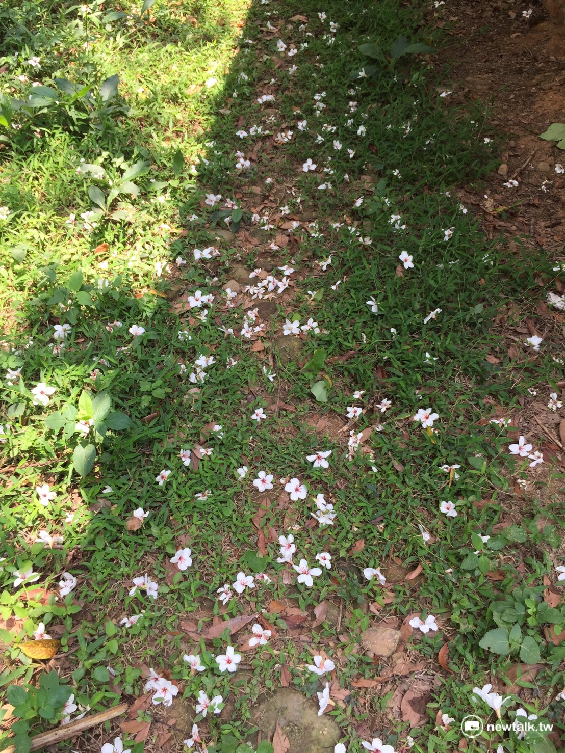 點點桐花飄落，宛如五月雪。 圖：羅碧霞/攝