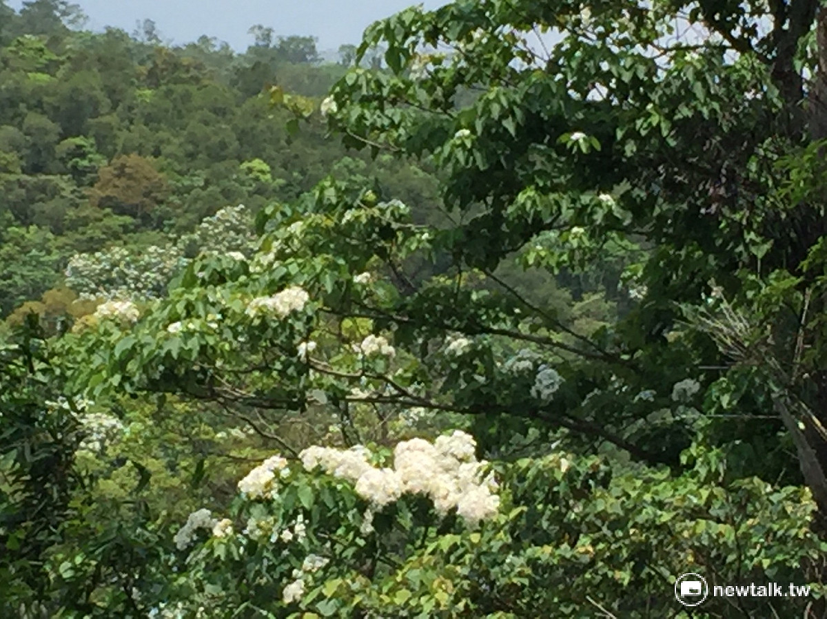 時序入夏，點點白色桐花，為台灣各地山林換上新裝。 圖：羅碧霞/攝