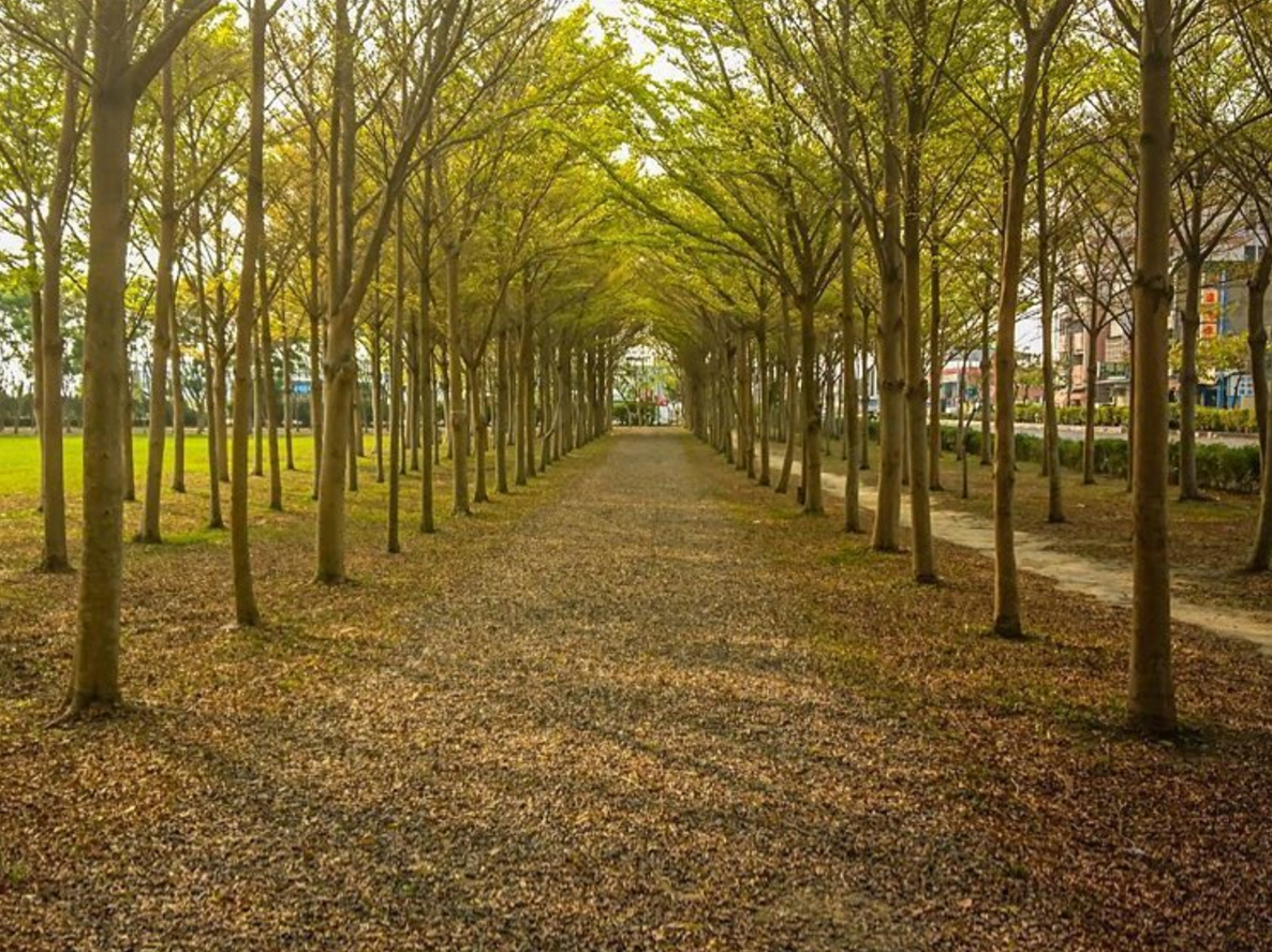 嘉義水上地政事務所旁，一座小公園內小葉欖仁林立。 圖：翻攝自台灣觀光年曆