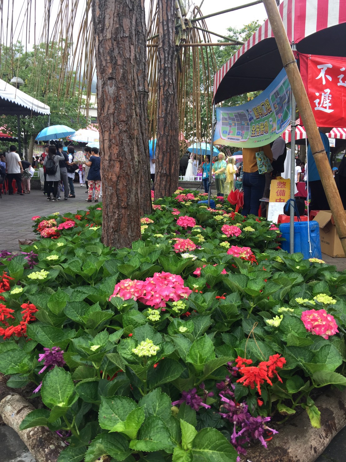 「繡球花宴 漫客庄」活動現場，是在參山國家風景區管理處南庄遊客中心戶外廣場上舉行，現場花團錦簇。 圖：鄒麗泳攝
