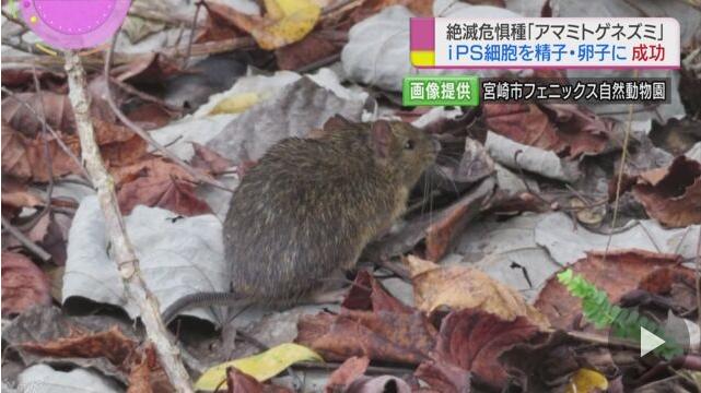 日本研究團隊從瀕臨絕種的奄美刺鼠身上，抽取尾巴細胞製作成iPS細胞，並成功轉化成精子與卵子細胞。 圖：翻攝自NHK新聞畫面