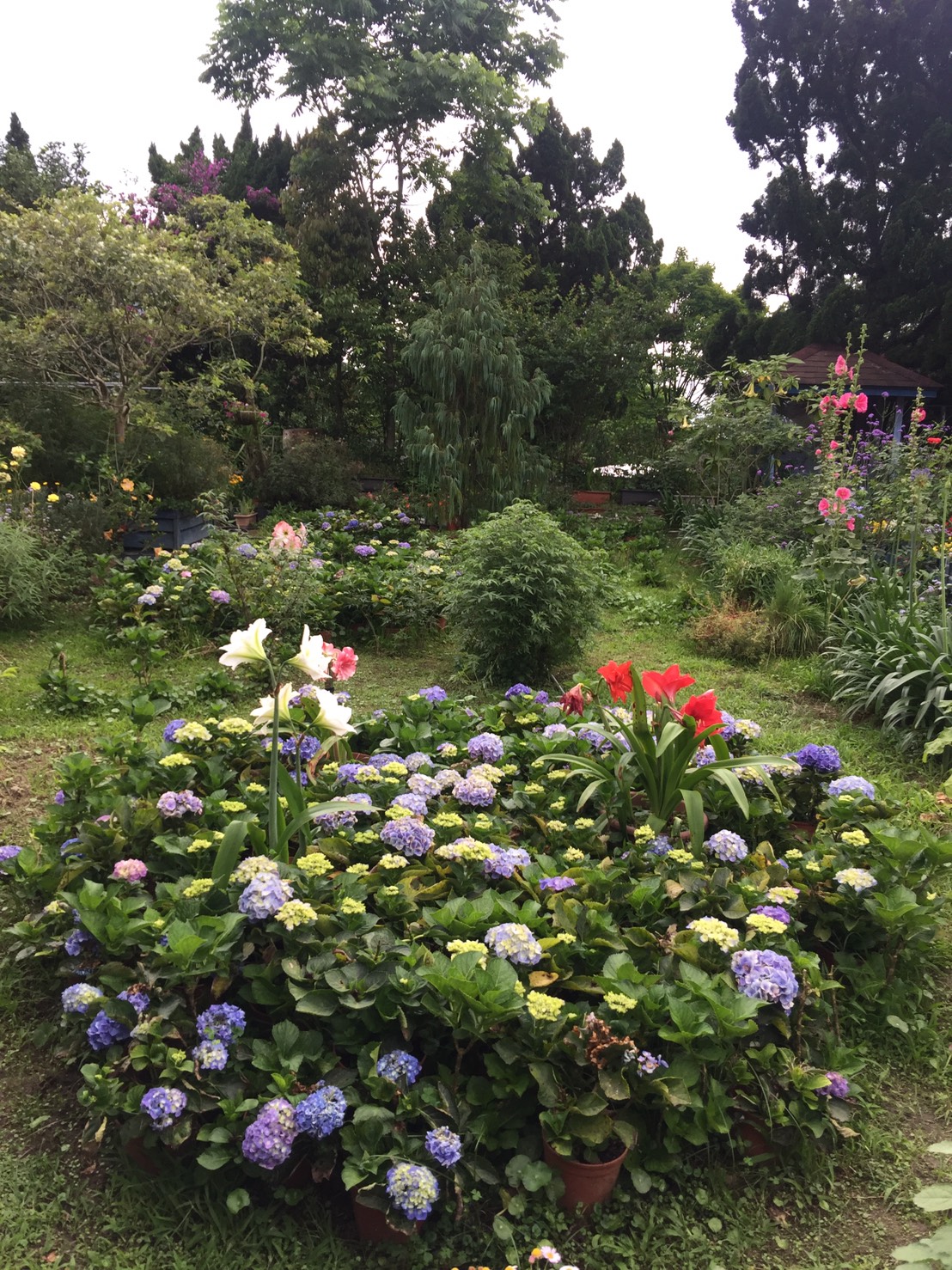 今年5月適逢繡球花開，南庄一片花海，美不勝收。 圖：鄒麗泳攝