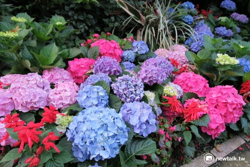 山芙蓉咖啡繡球花五顏六色，十分美麗。 圖：鄒麗泳／攝