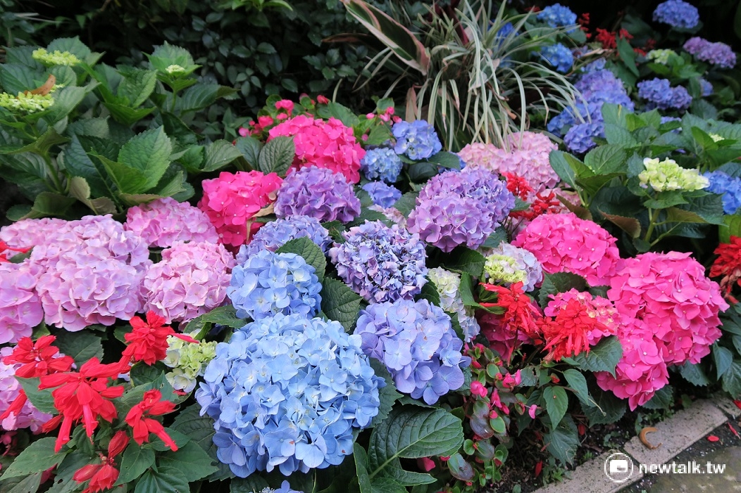 美麗的繡球花 圖：鄒麗泳／攝
