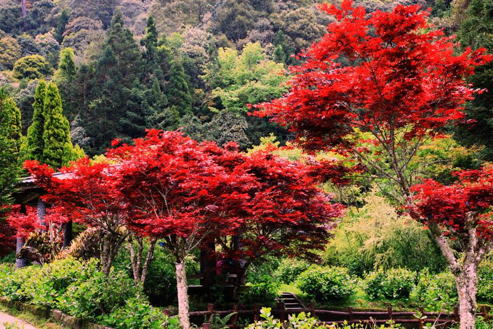 五月艷陽天，正是出門踏青旅遊好時節，槭樹紅葉點綴山頭。 圖：翻攝自愛上杉林溪臉書