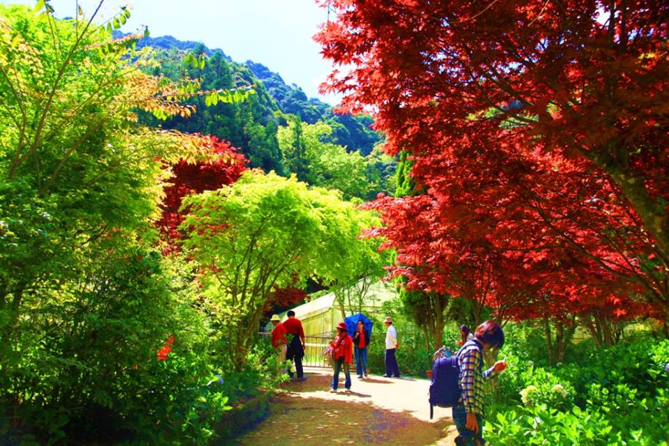 杉林溪紫葉槭鮮紅新葉宛如秋冬楓紅，形成獨特的春天賞「楓」紅景緻。 圖：翻攝自愛上杉林溪臉書